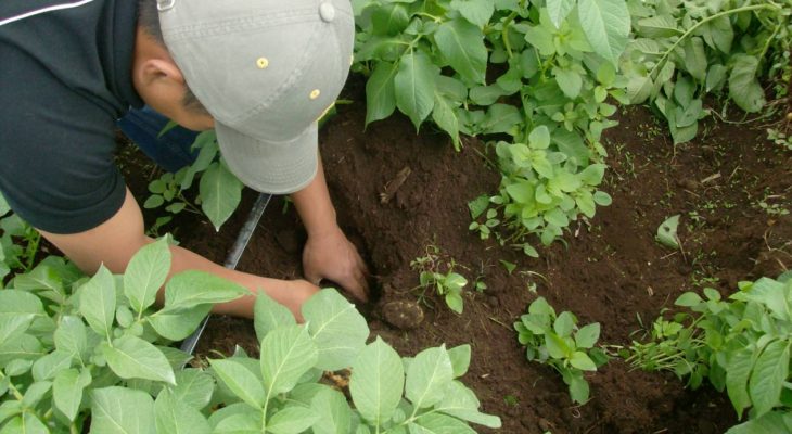 Preparación Del Suelo - Agrodiario