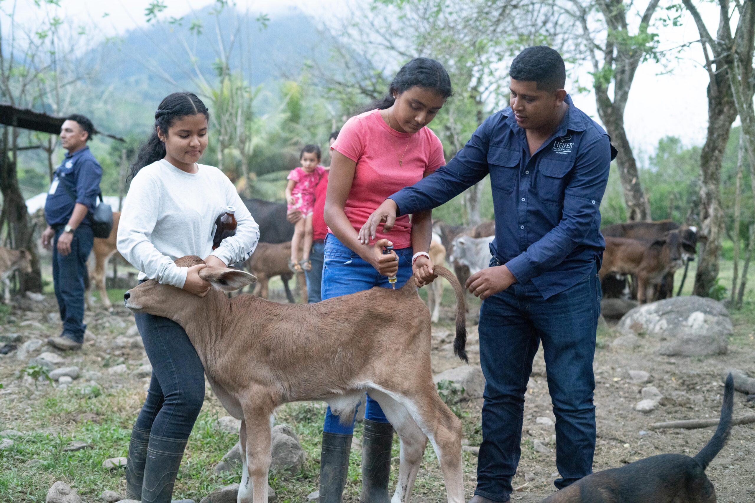 Relevo generacional en la ganaderia